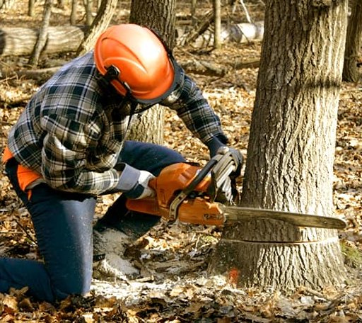 Tree Removal in Peoria, IL
